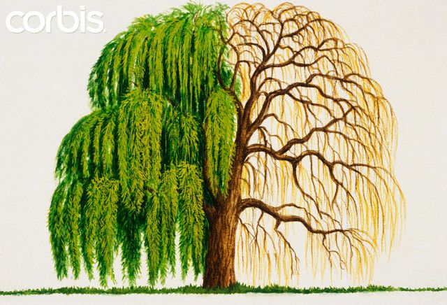 640x436 Weeping Willow Tree Drawings Tattoo Ideas - Willow Tree Sketch