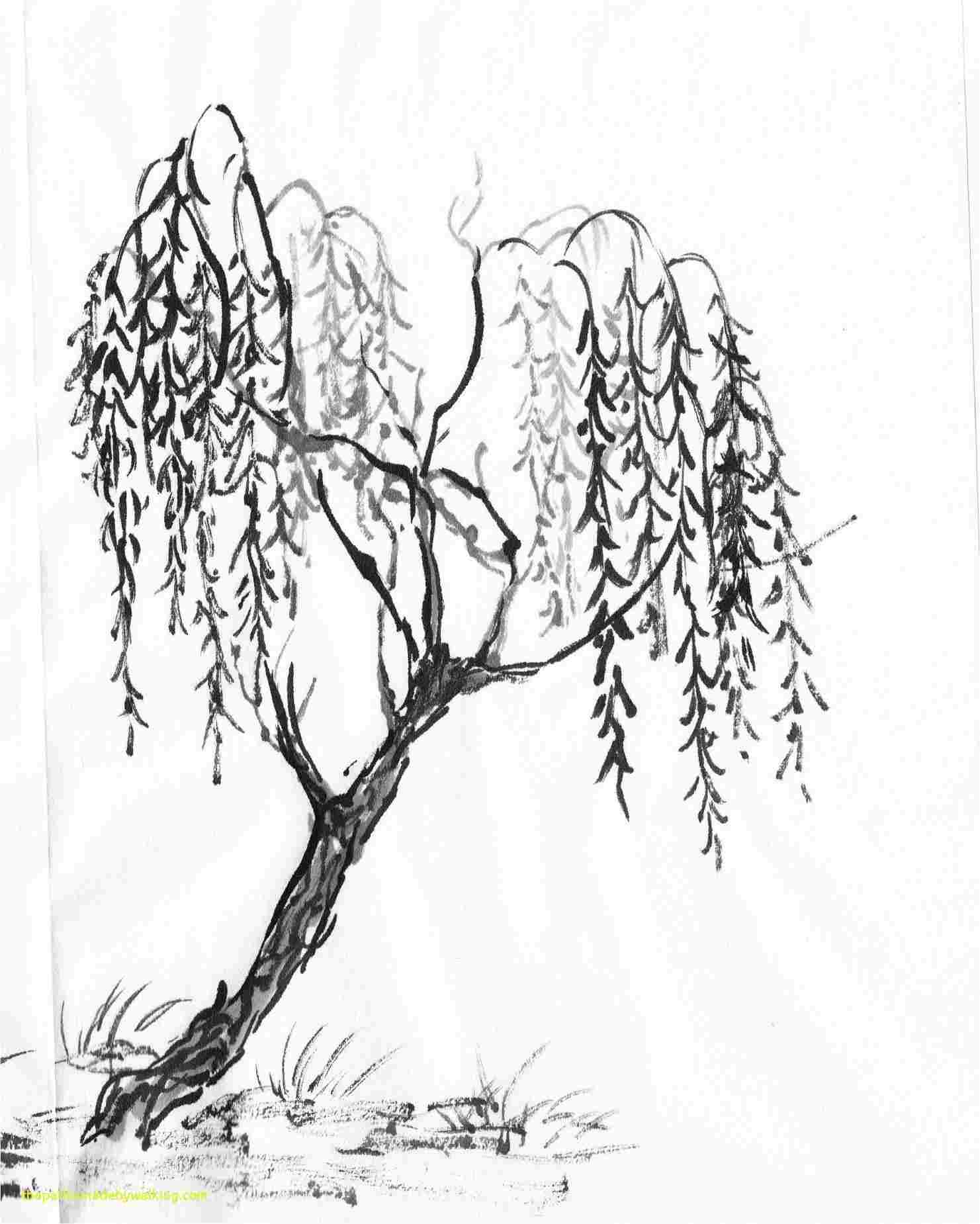 1481x1850 Willow Drawings - Willow Tree Sketch