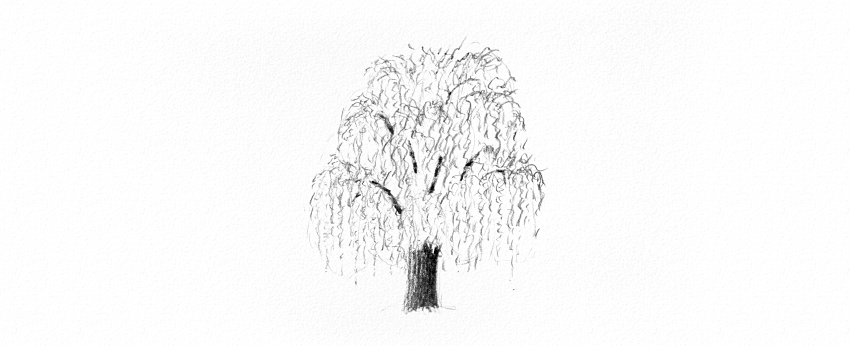 850x346 How To Draw Trees - Willow Tree Sketch