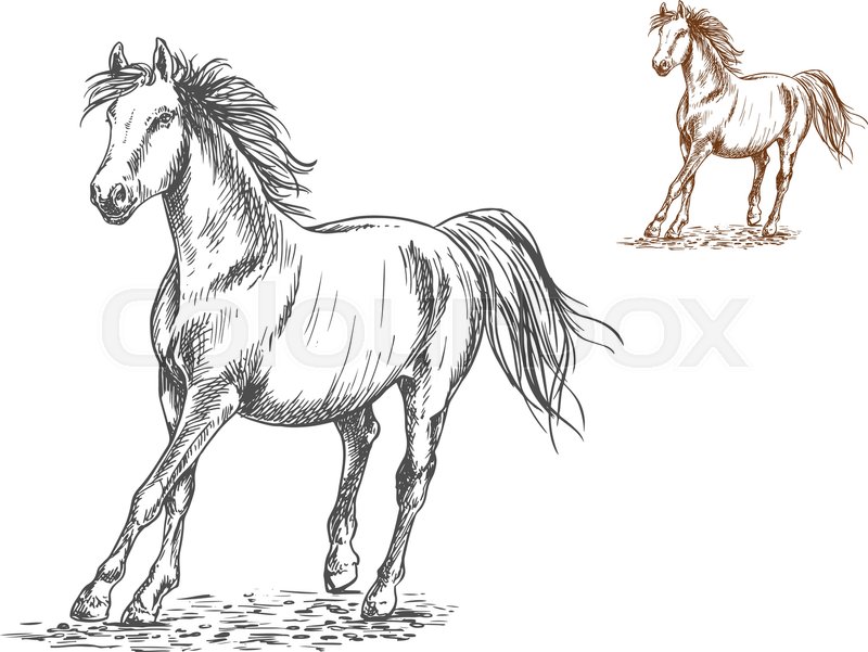 800x601 Running White And Brown Horses. Galloping Mustang Stallions - Wind Sketch