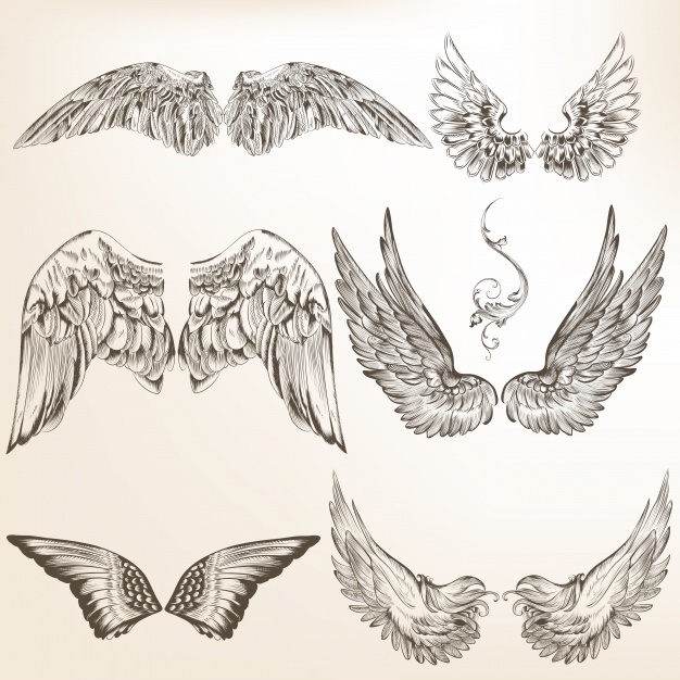 626x626 Sketch Wing Vectors, Photos And Psd Files Free Download - Wings Sketch