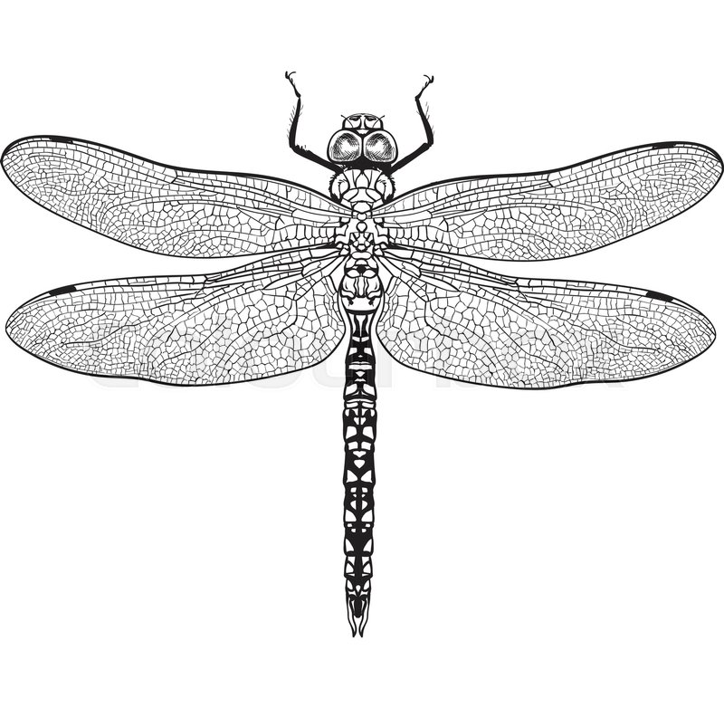 800x782 Top View Of Blue Dragonfly With Transparent Wings, Sketch - Wings Sketch