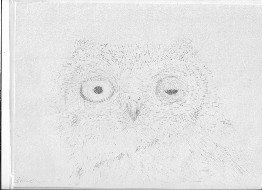 1000x727 Owl Winking Eye Sketch On Paper 21.2cm By 28.5cm Artist Sharon - Winking Eye Sketch