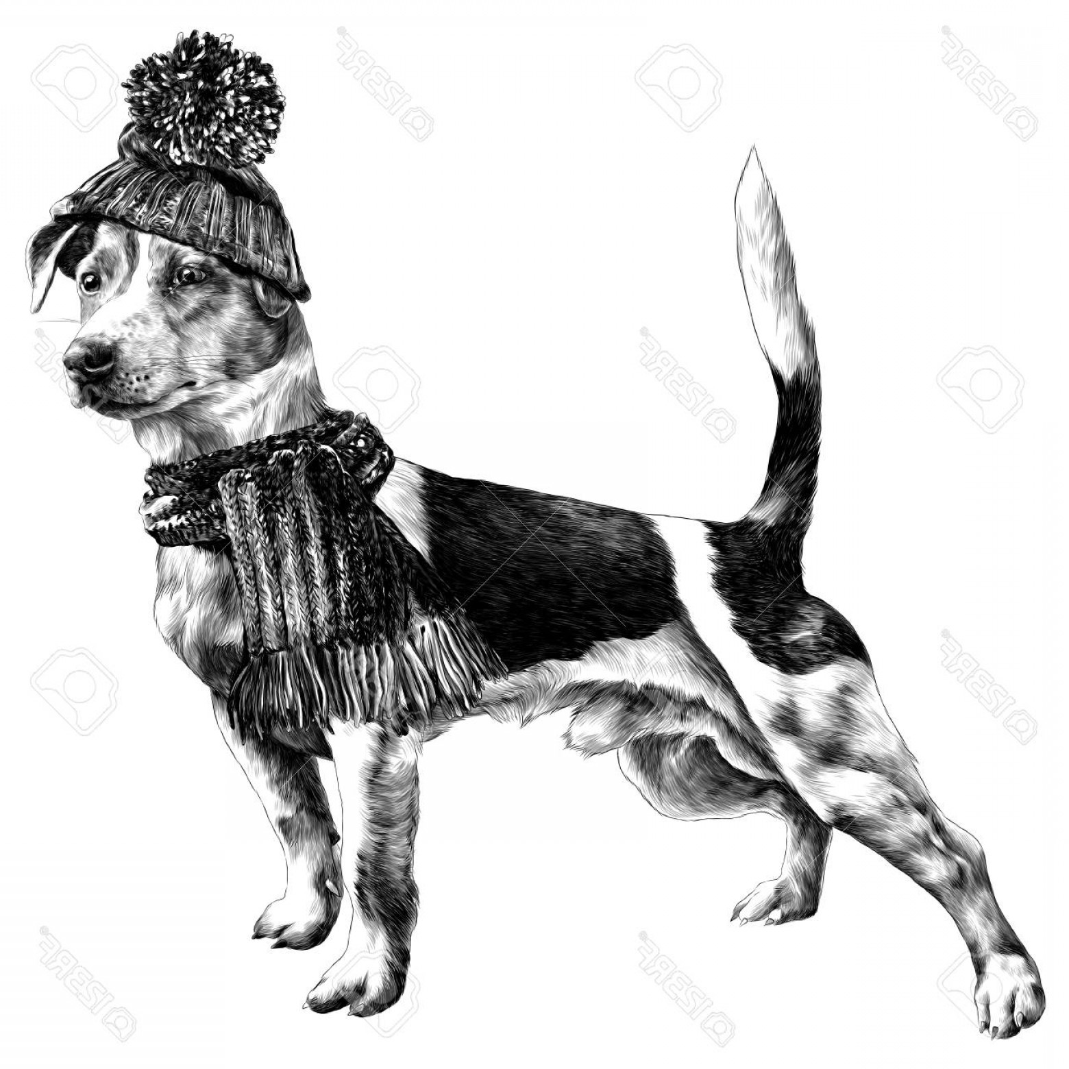 1560x1560 Photostock Vector Dog In Hat And Scarf Jack Russell Terrier Winter - Winter Clothes Sketch