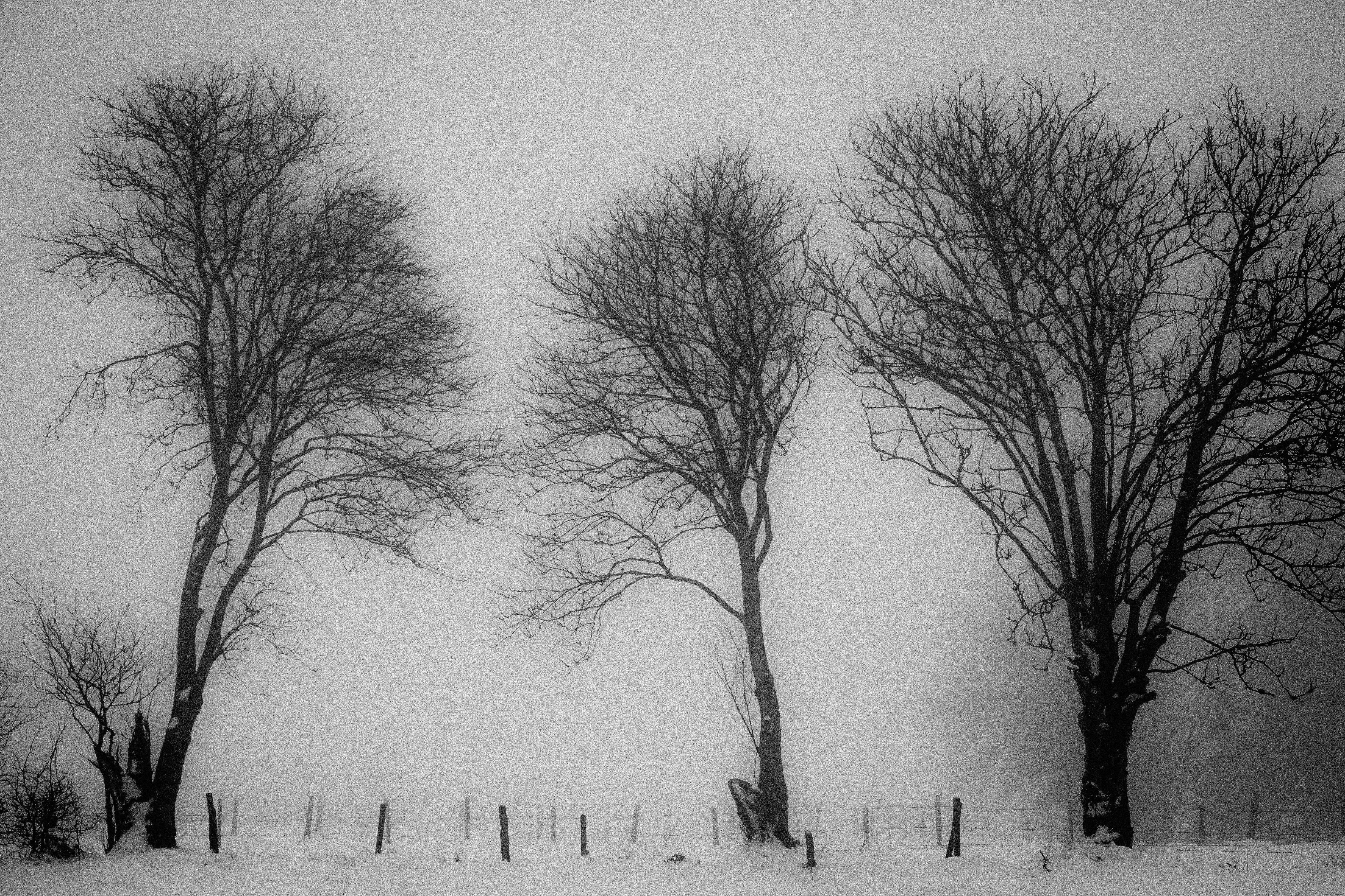 4896x3264 Free Images Tree, Branch, Snow, Black And White, Fog, Mist - Winter Season Sketch