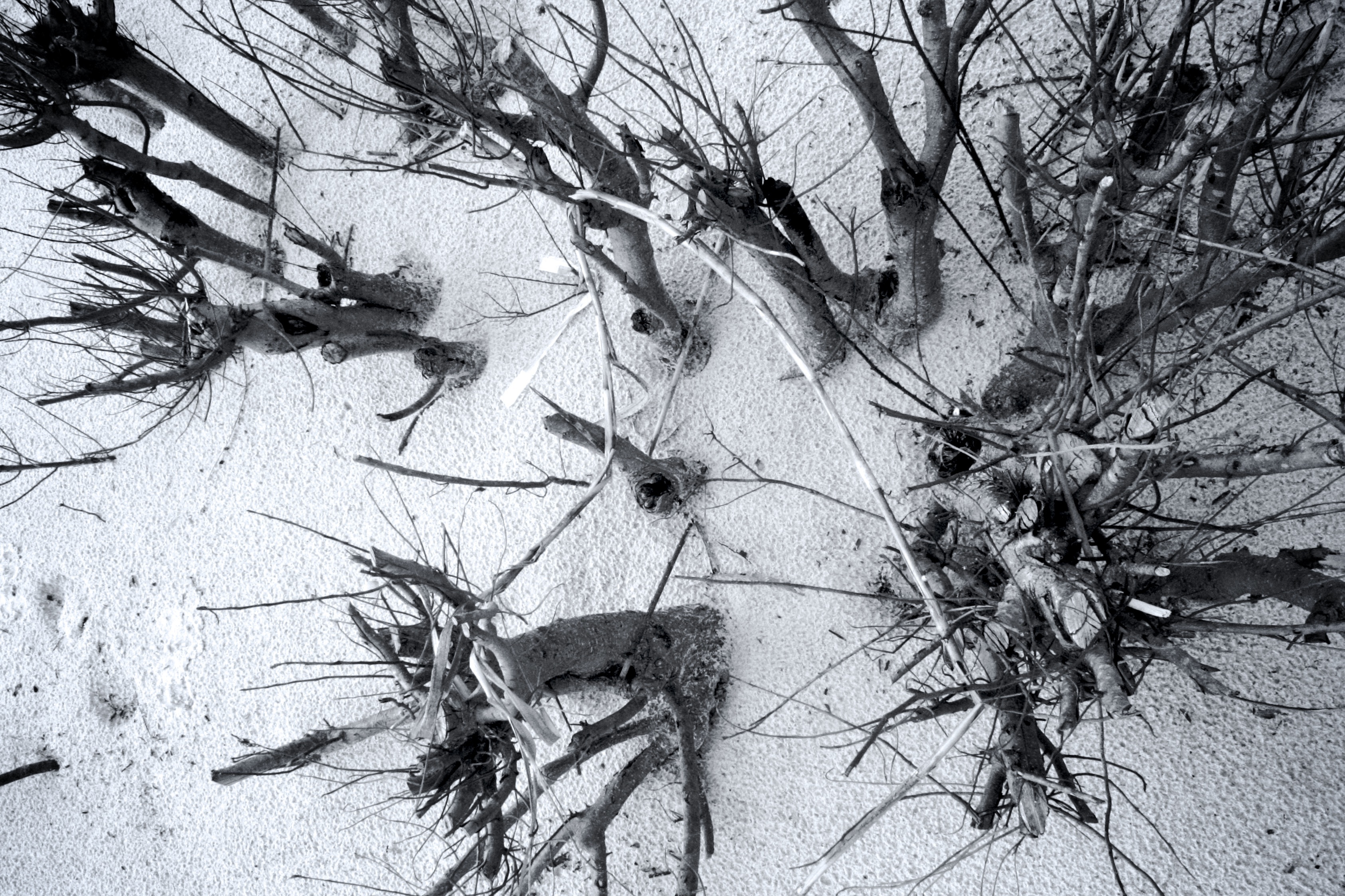 3372x2248 Free Images Tree, Branch, Snow, Winter, Black And White, Leaf - Winter Season Sketch