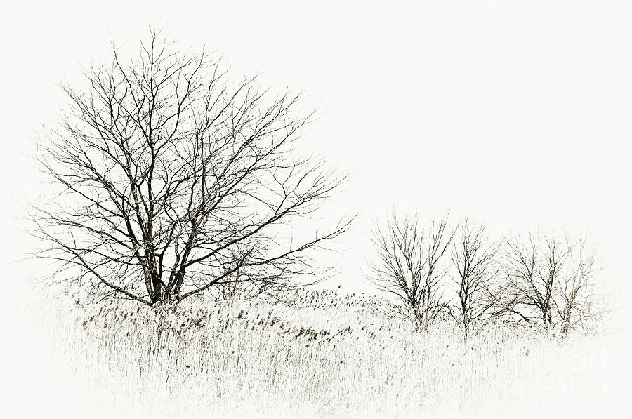 900x597 Marshland Winter Sketch I Photograph By Regina Geoghan - Winter Sketch