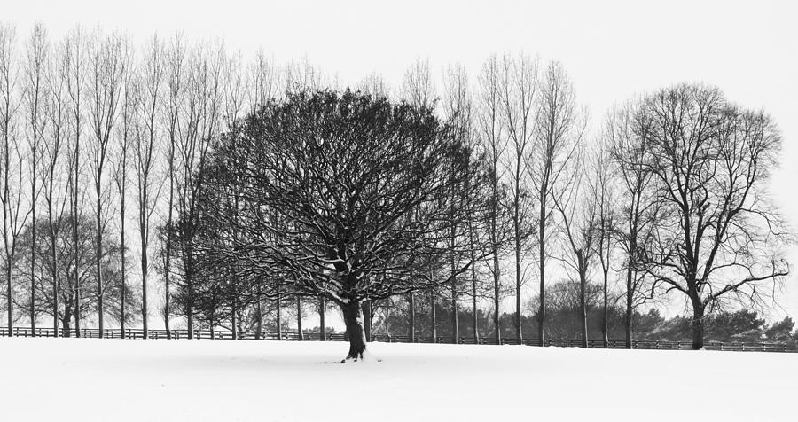 900x476 Winter Sketch Photograph By Mark Wilkinson - Winter Sketch
