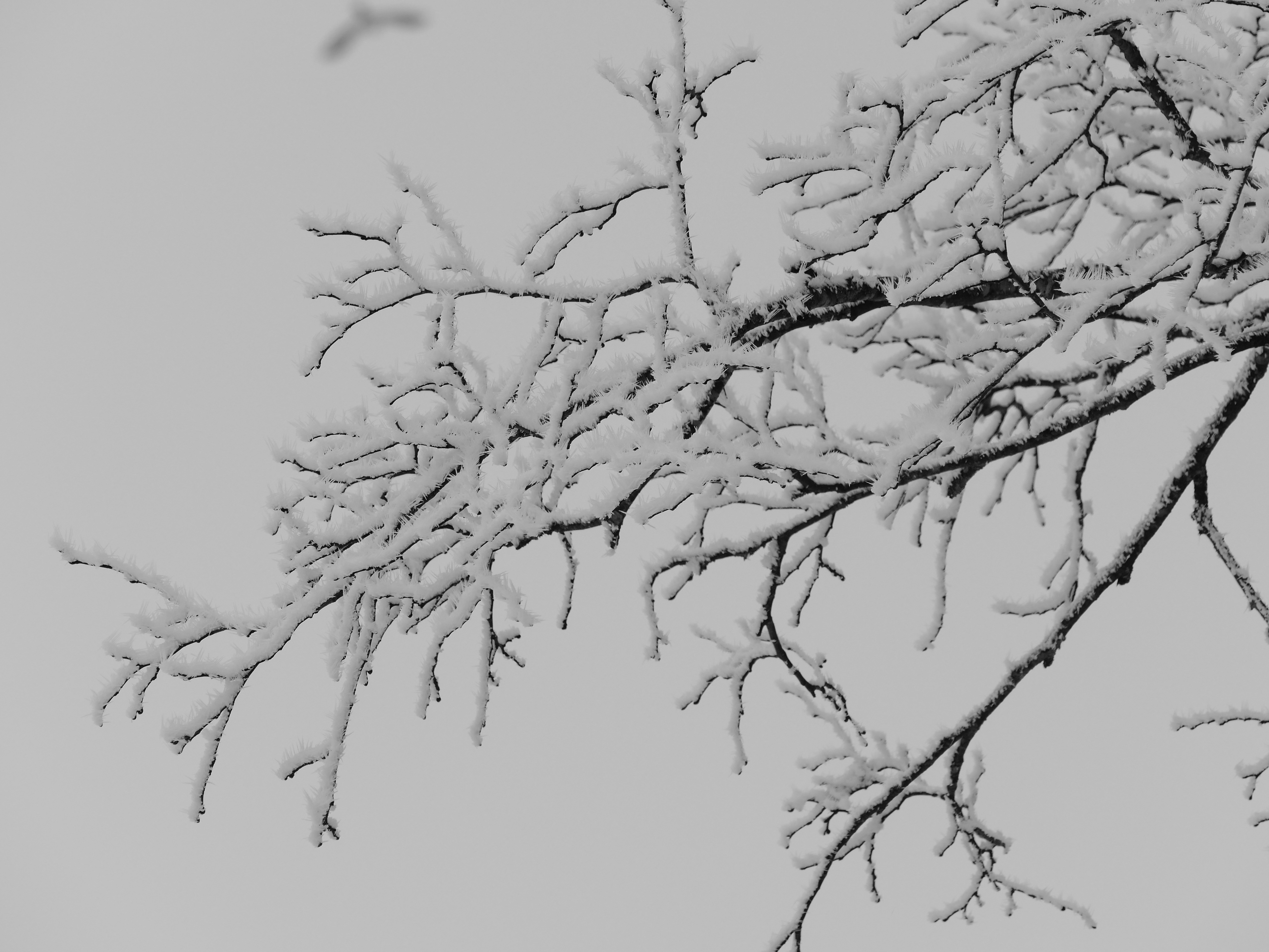 4864x3648 Free Images Tree, Branch, Snow, Winter, Black And White, Frost - Winter Sketch