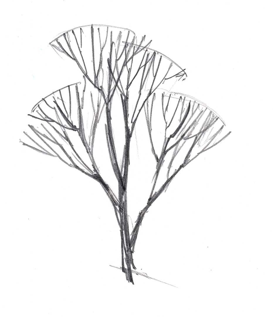 931x1080 How To Draw Trees In Winter - Winter Tree Sketch