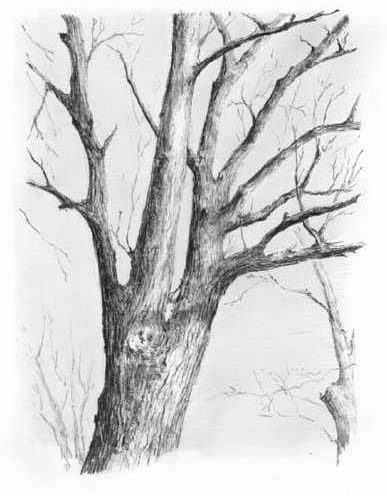 387x496 How To Draw Trees With Pencil - Winter Tree Sketch