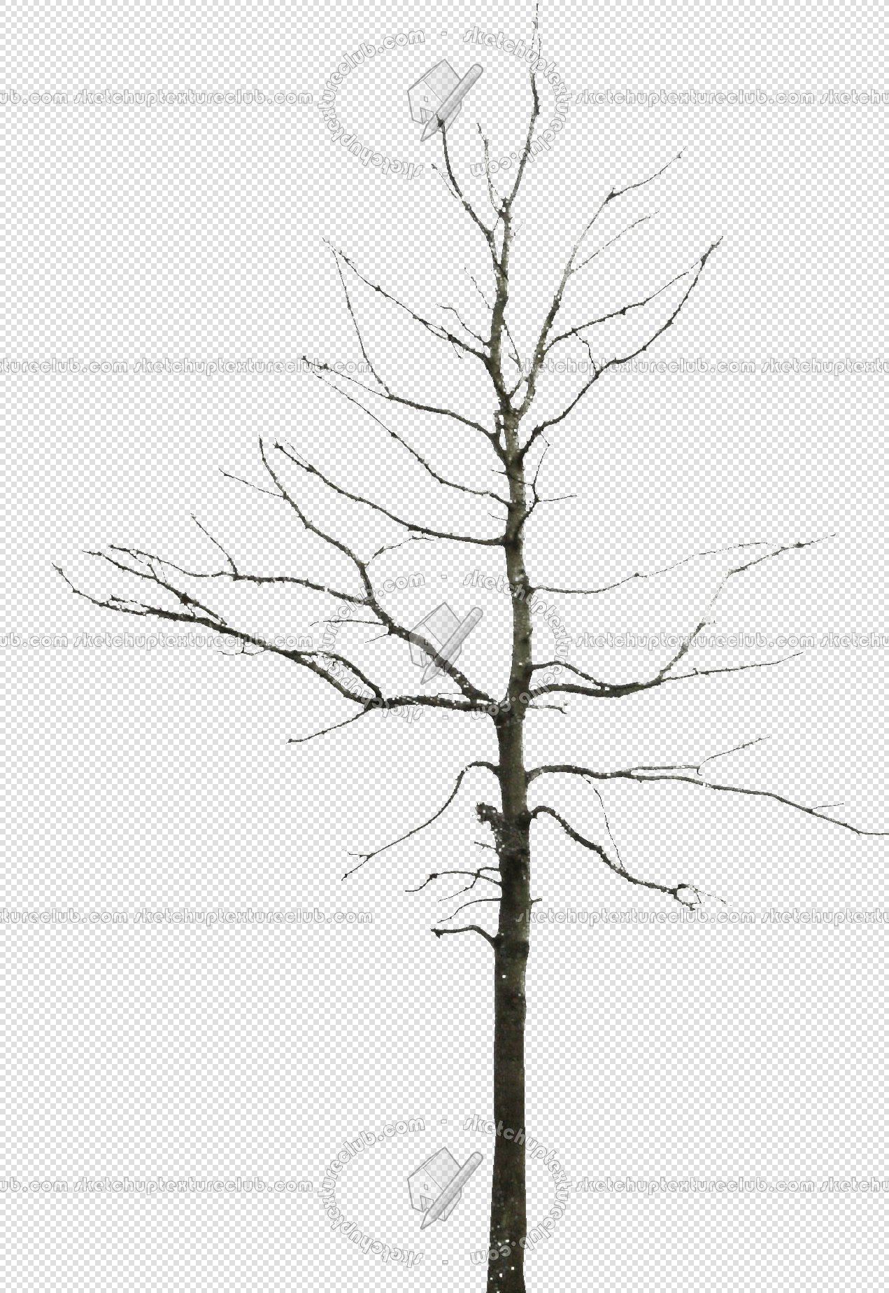 1271x1847 Packs - Winter Tree Sketch