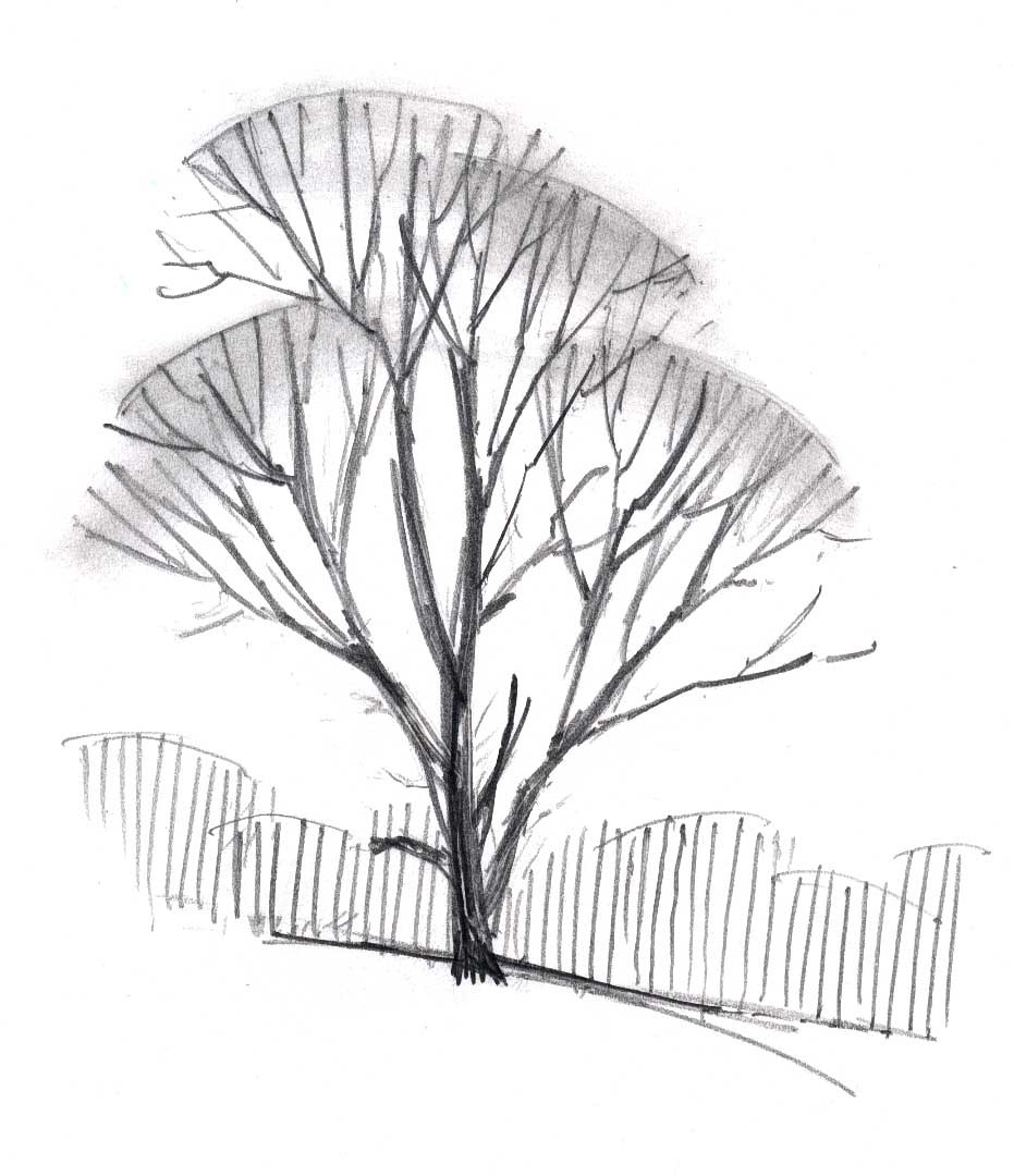 931x1080 Tree In Winter 8 - Winter Tree Sketch
