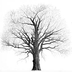 236x236 Trees Drawings Sketch Of A Winter Tree By Judith M. Feingold A - Winter Tree Sketch