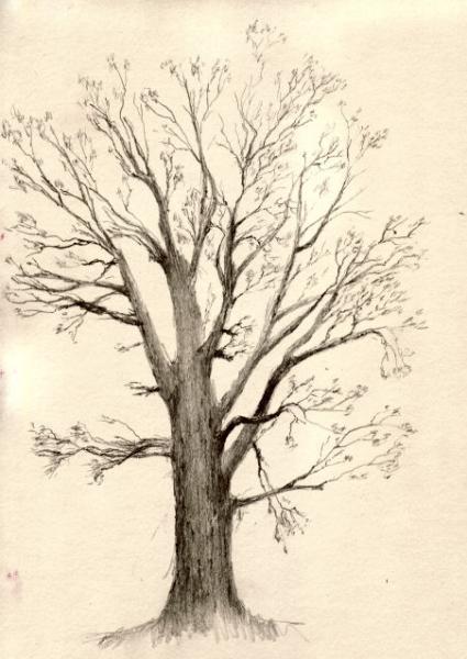 Winter Tree Sketch at PaintingValley.com | Explore collection of Winter ...