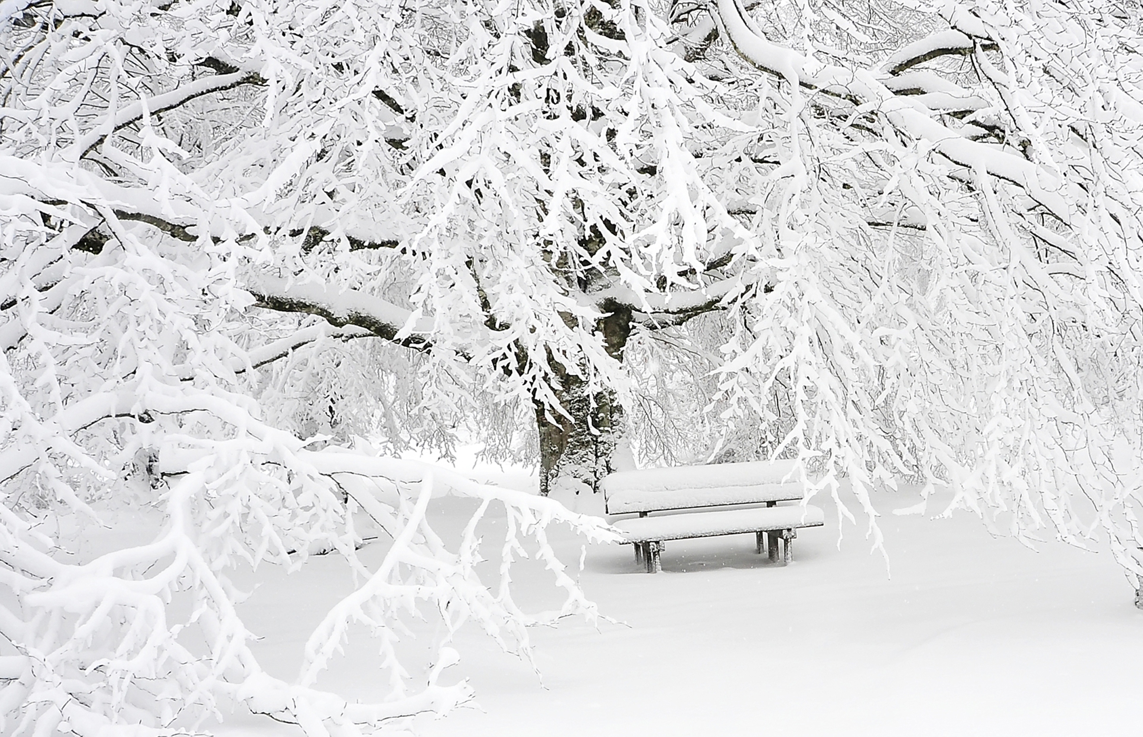 3859x2490 Free Images Landscape, Tree, Nature, Forest, Branch, Snow, Cold - Winter Tree Sketch