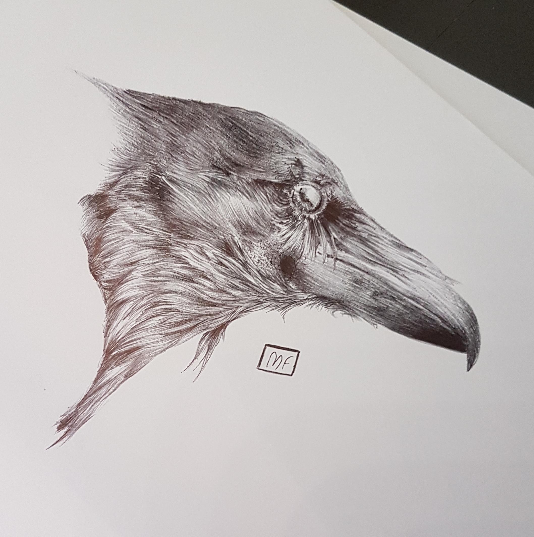 2117x2129 Raven Sketch Wip - Wip Sketch