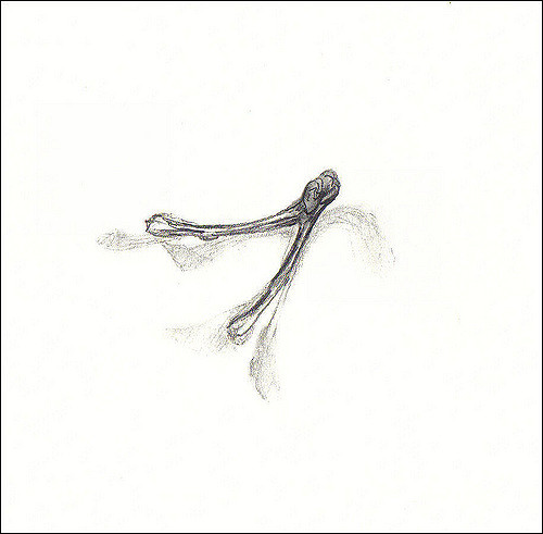500x491 Wishbone Pencil Drawing On Paper Melanie Pattin - Wishbone Sketch