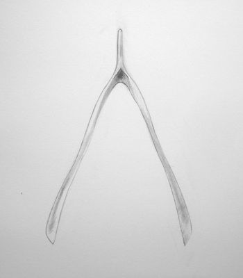 350x400 Wishbone Sketch Tats Tatting, Tattoos And Ink - Wishbone Sketch