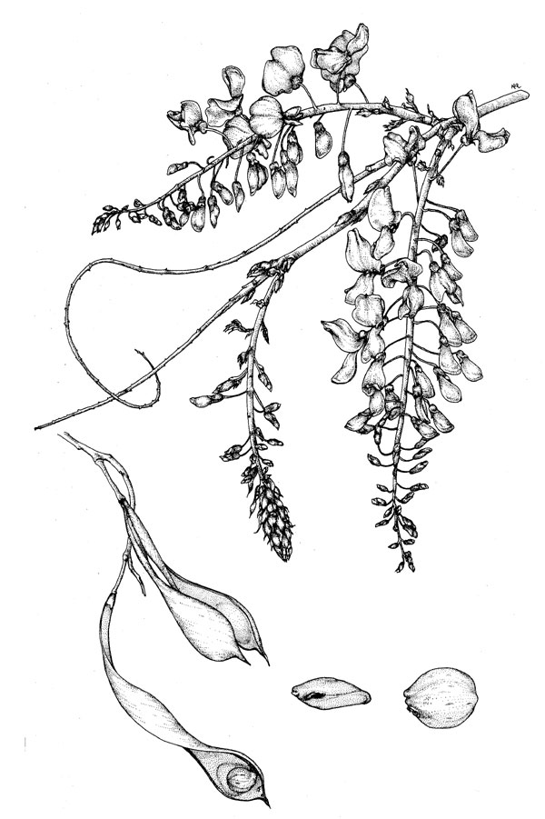 600x901 Poison Plant Illustrations - Wisteria Sketch