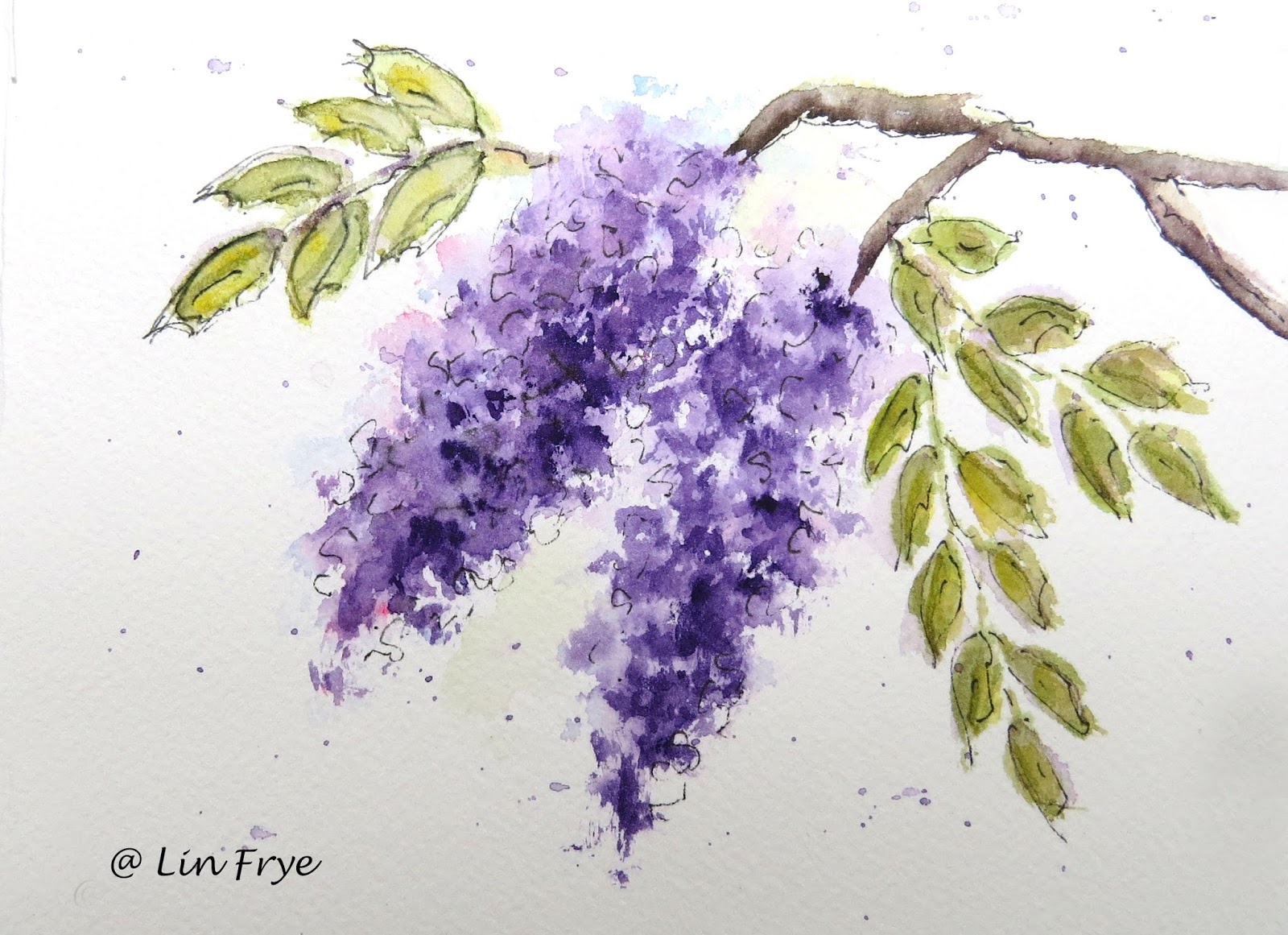 1600x1161 Sketching In Nature Wisteria - Wisteria Sketch