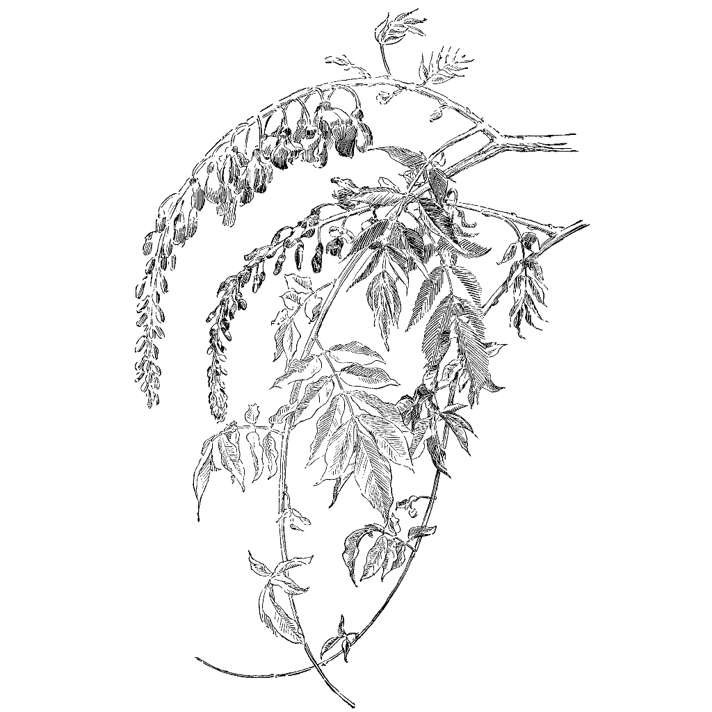 1024x1024 Wisteria Vine 1329n - Wisteria Sketch