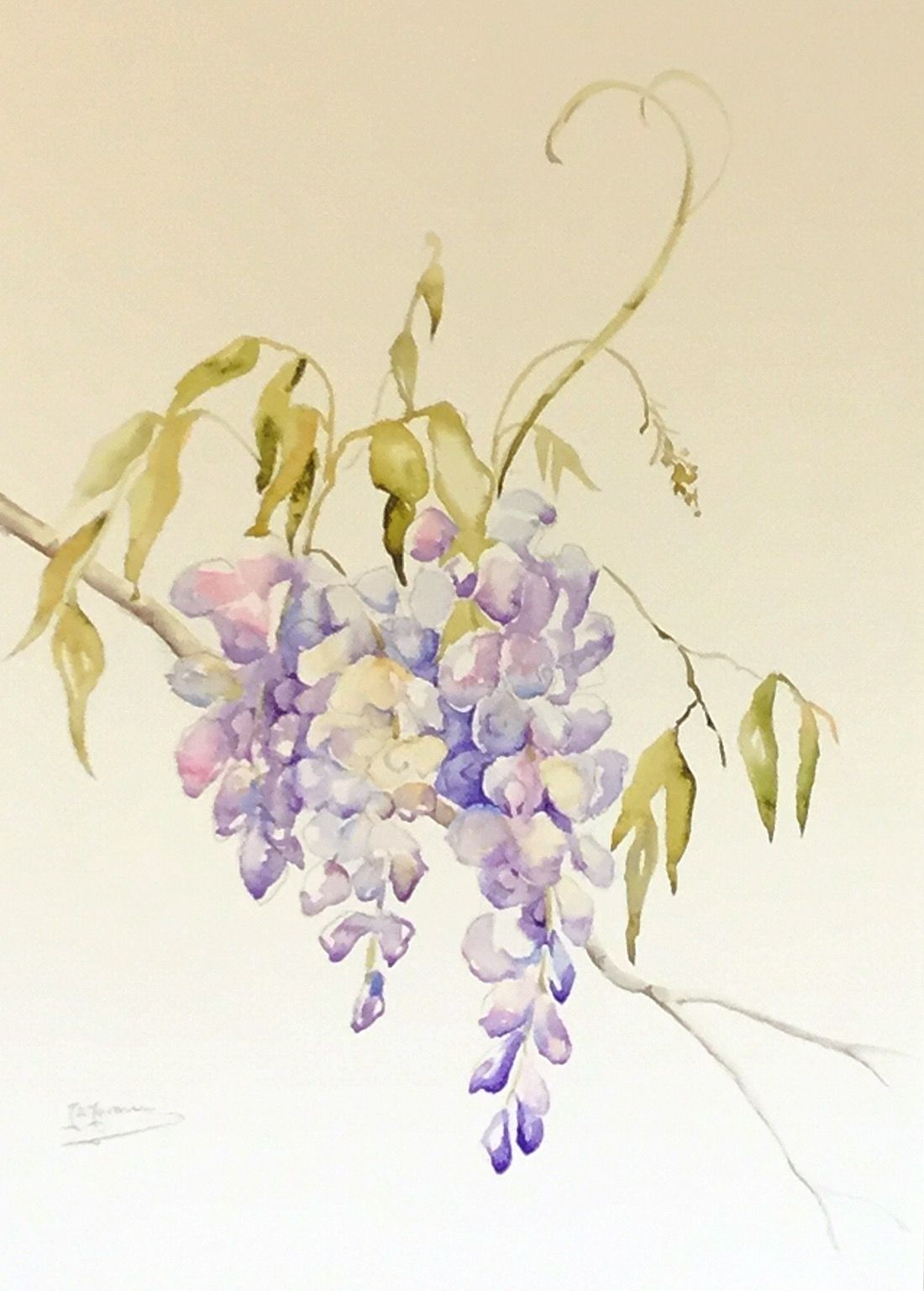 1100x1536 Wisteria Watercolour Painting By Judith Jerams Ideas, Painting - Wisteria Sketch