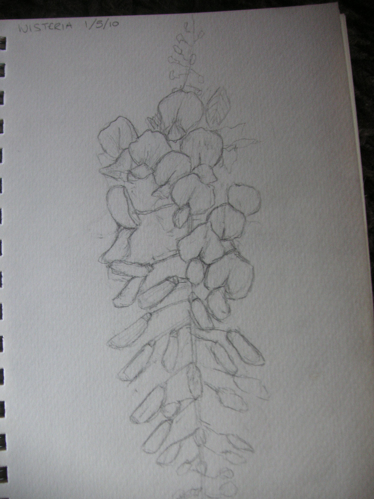 768x1024 A Wisteria Sketch From The Garden Literally The First - Wisteria Sketch