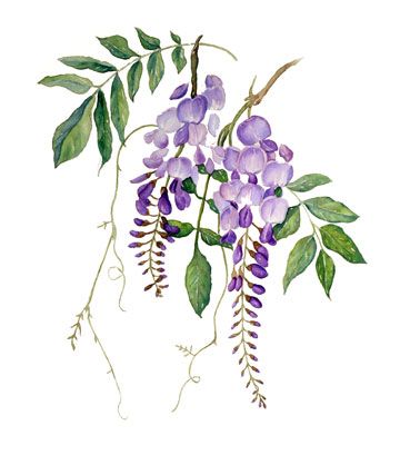 360x418 Wisteria Drawing - Wisteria Sketch