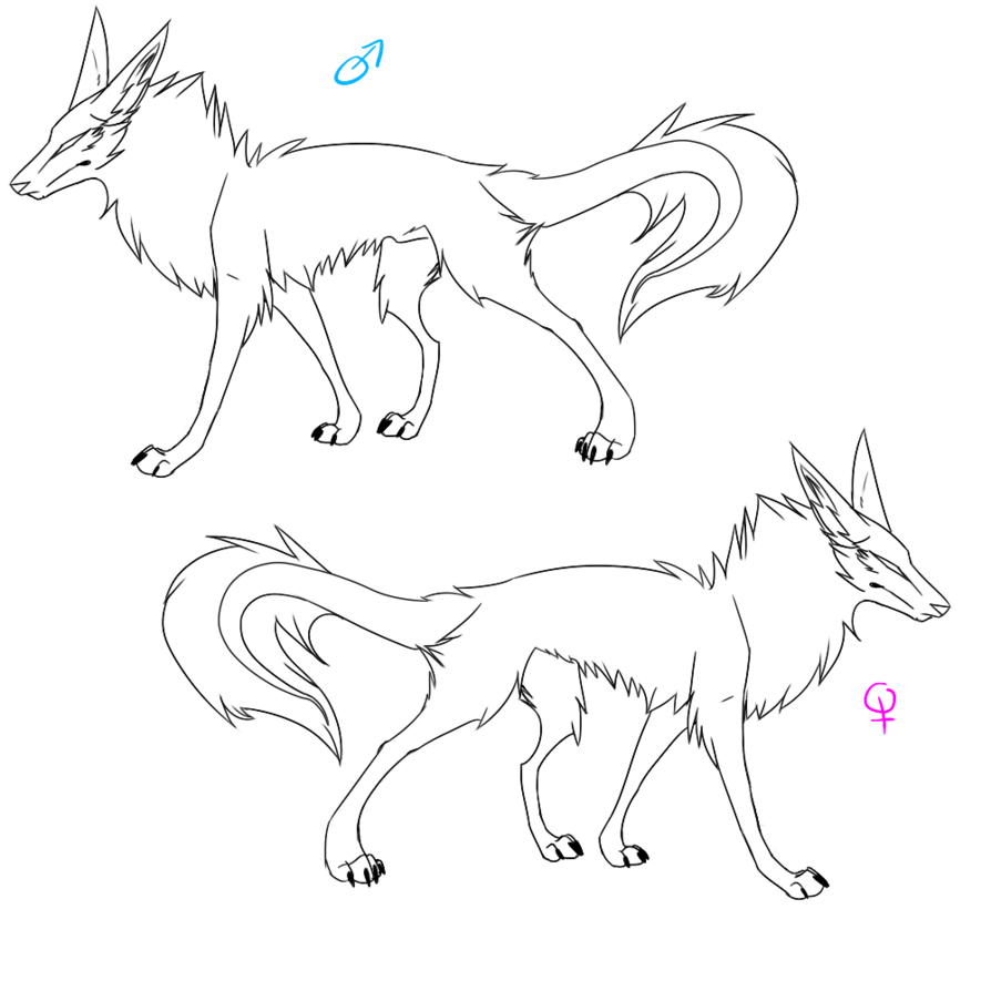 894x894 Male Female Wolf Base By Z A D Y - Wolf Base Sketch