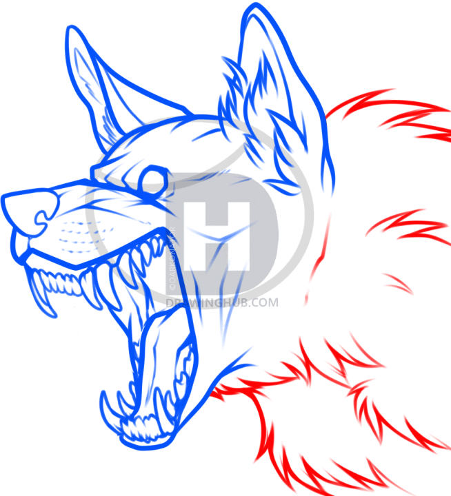 654x720 How To Draw A Wolf, Step By Step, Drawing Guide, By Darkonator - Wolf Body Sketch