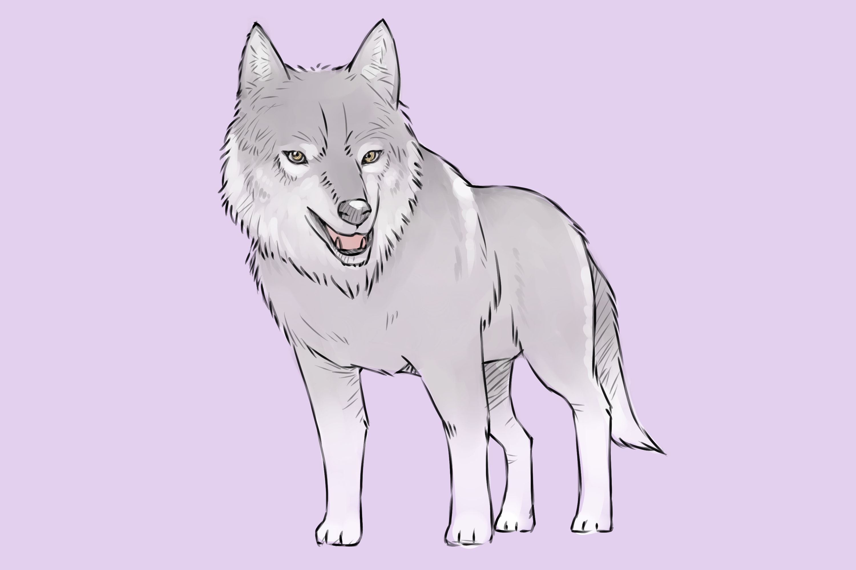3000x2000 4 Ways To Draw A Wolf - Wolf Body Sketch