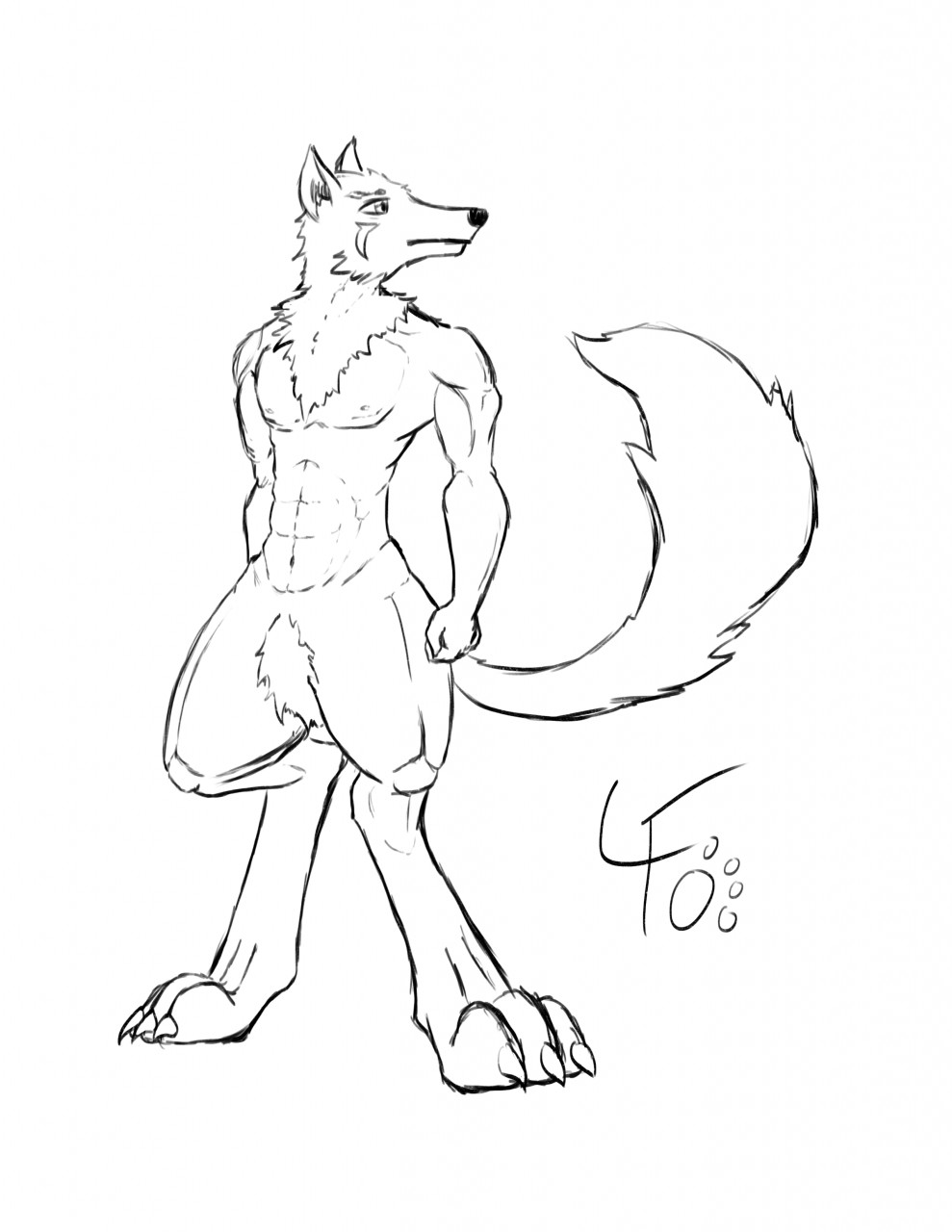 989x1280 Wolf Body Sketch By Ivorylightfoot - Wolf Body Sketch