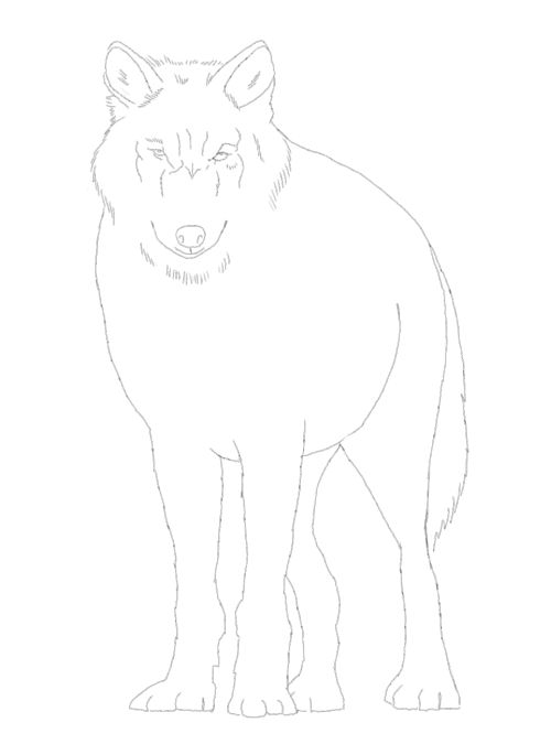 500x685 Wolf Drawing Made Easy - Wolf Body Sketch
