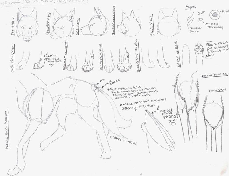 800x617 Wolf Tutorial By ~eclipsedwolf Animal Anatomy - Wolf Body Sketch