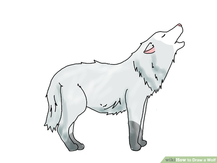 wolf body drawing