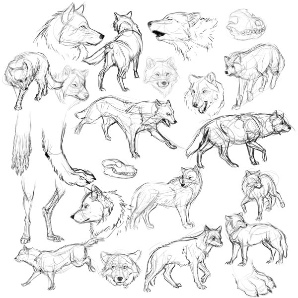 600x600 Design And Draw A Model Sheet Of A Werewolf Warrior - Wolf Body Sketch
