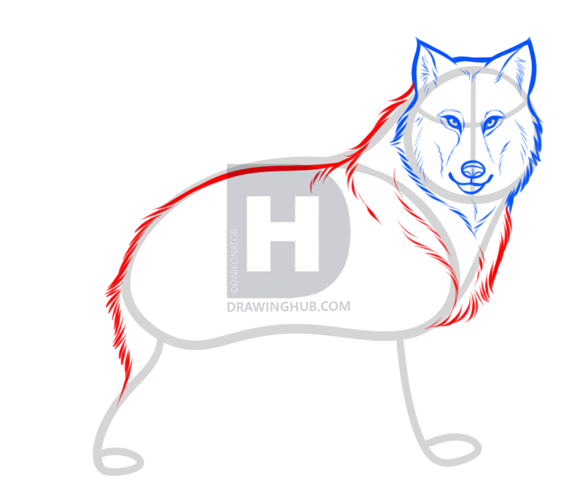 853x720 How To Draw A Gray Wolf, Timber Wolf, Step By Step, Drawing Guide - Wolf Body Sketch