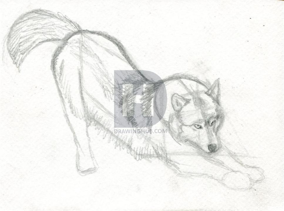 967x720 How To Draw A Realistic Wolf, Step By Step, Drawing Guide, By - Wolf Body Sketch