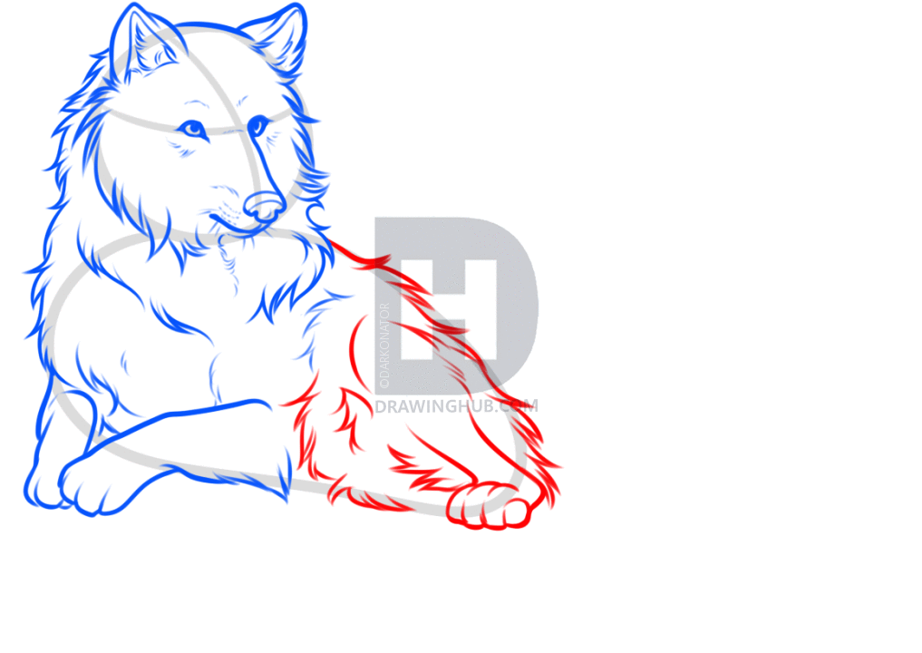 1017x720 How To Draw A White Wolf, Step By Step, Drawing Guide, By - Wolf Body Sketch