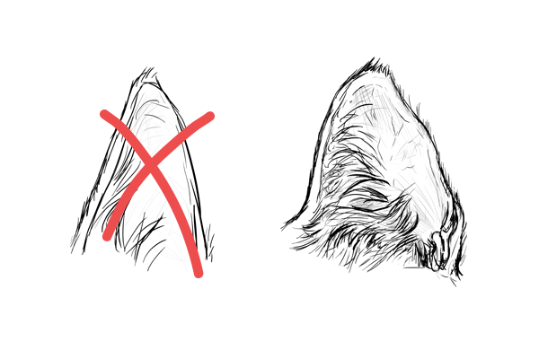 Wolf Ears Sketch at PaintingValley.com | Explore collection of Wolf