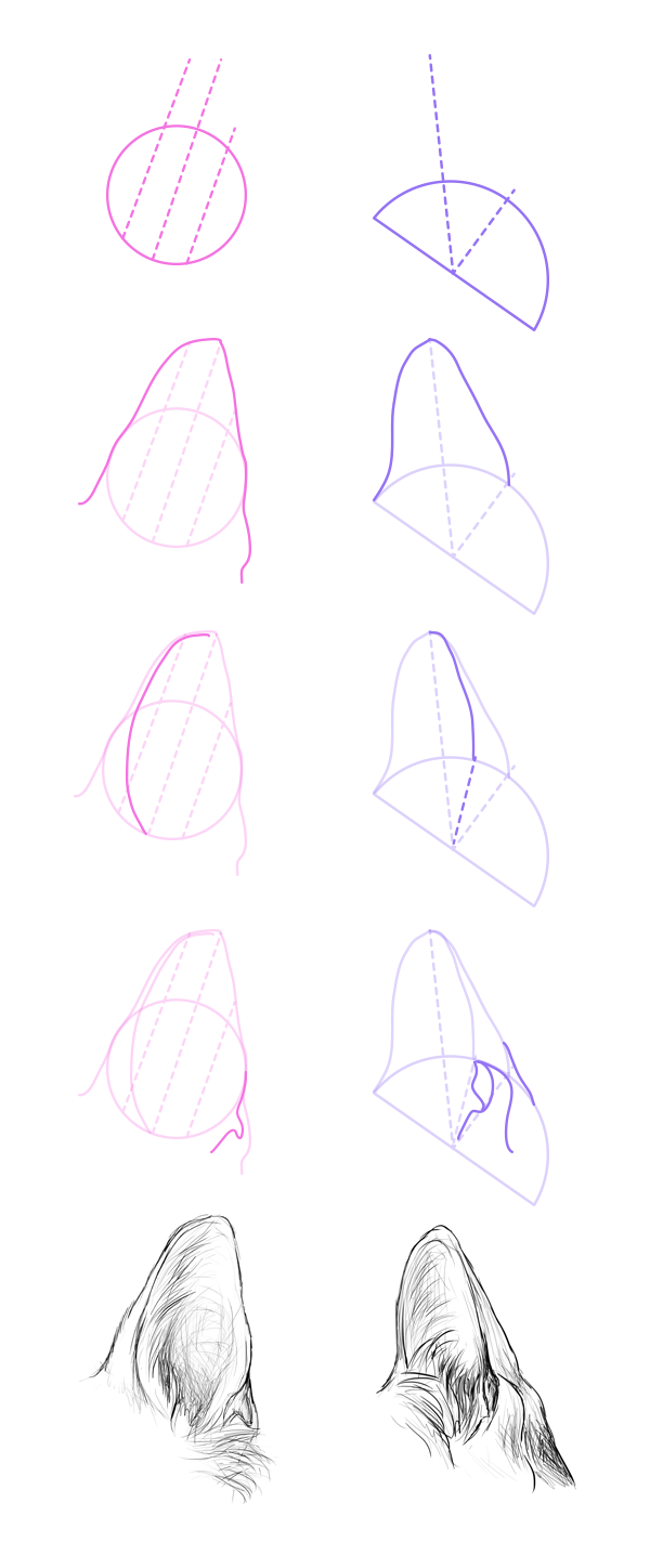 600x1448 How To Draw Animals Dogs And Wolves, And Their Anatomy - Wolf Ears Sketch