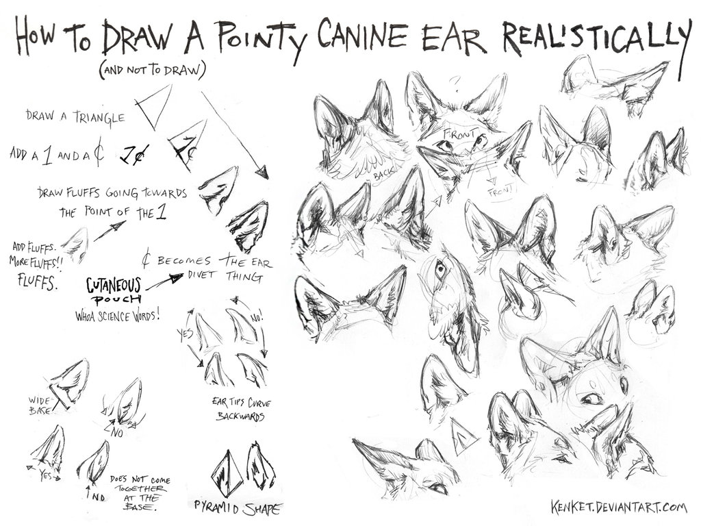 1024x768 How To Draw Canine Ears Tutorial - Wolf Ears Sketch. 