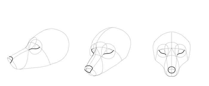 700x289 How To Draw A Fox Step By Step - Wolf Ears Sketch