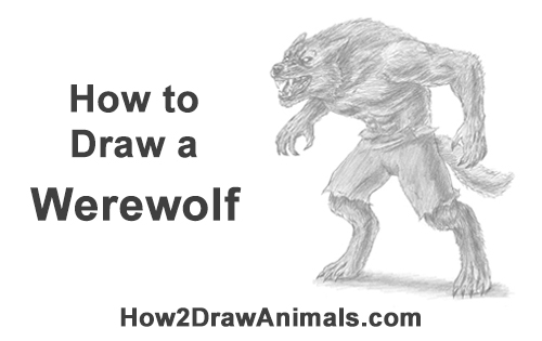 500x315 How To Draw A Werewolf - Wolf Ears Sketch
