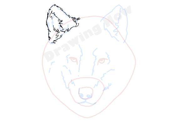 600x400 How To Draw A Wolf Face - Wolf Ears Sketch