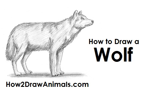 500x315 How To Draw A Wolf - Wolf Ears Sketch