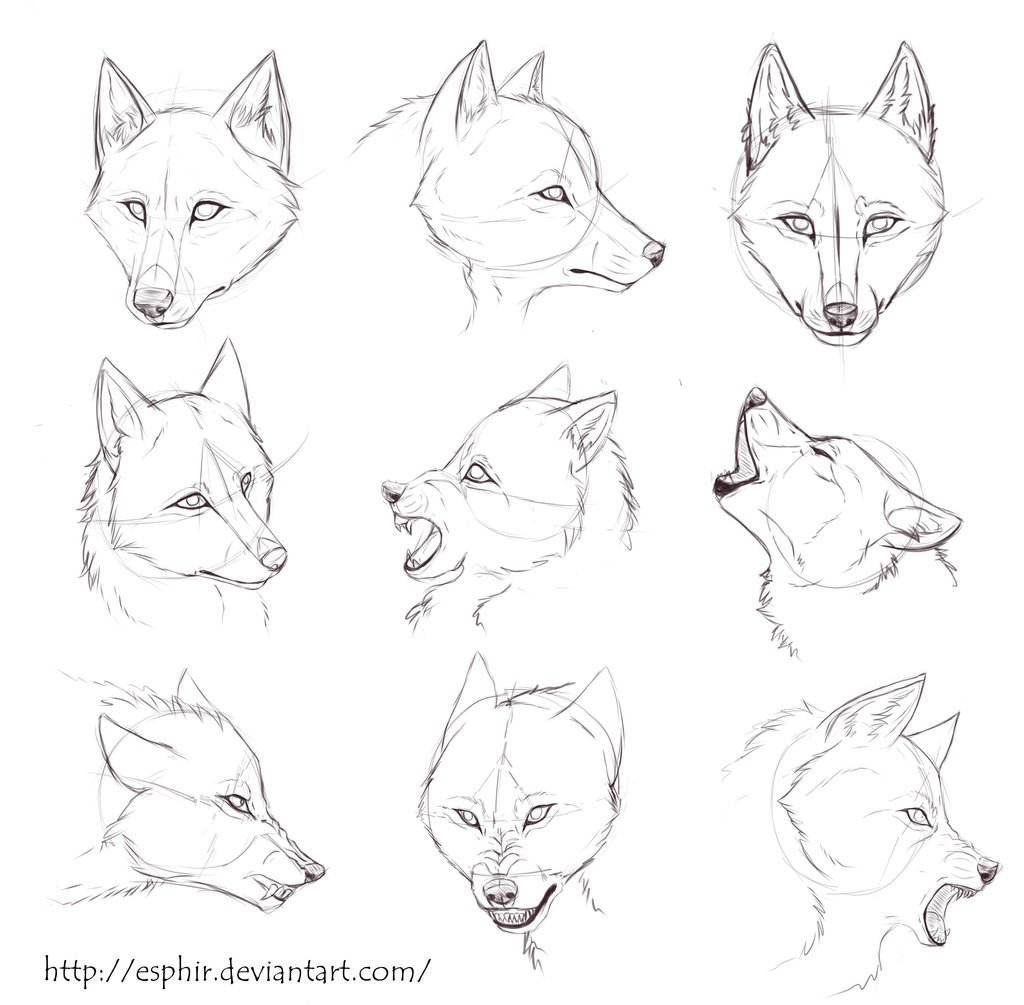 Wolf Head Sketches By Esphir - Wolf Ears Sketch. 
