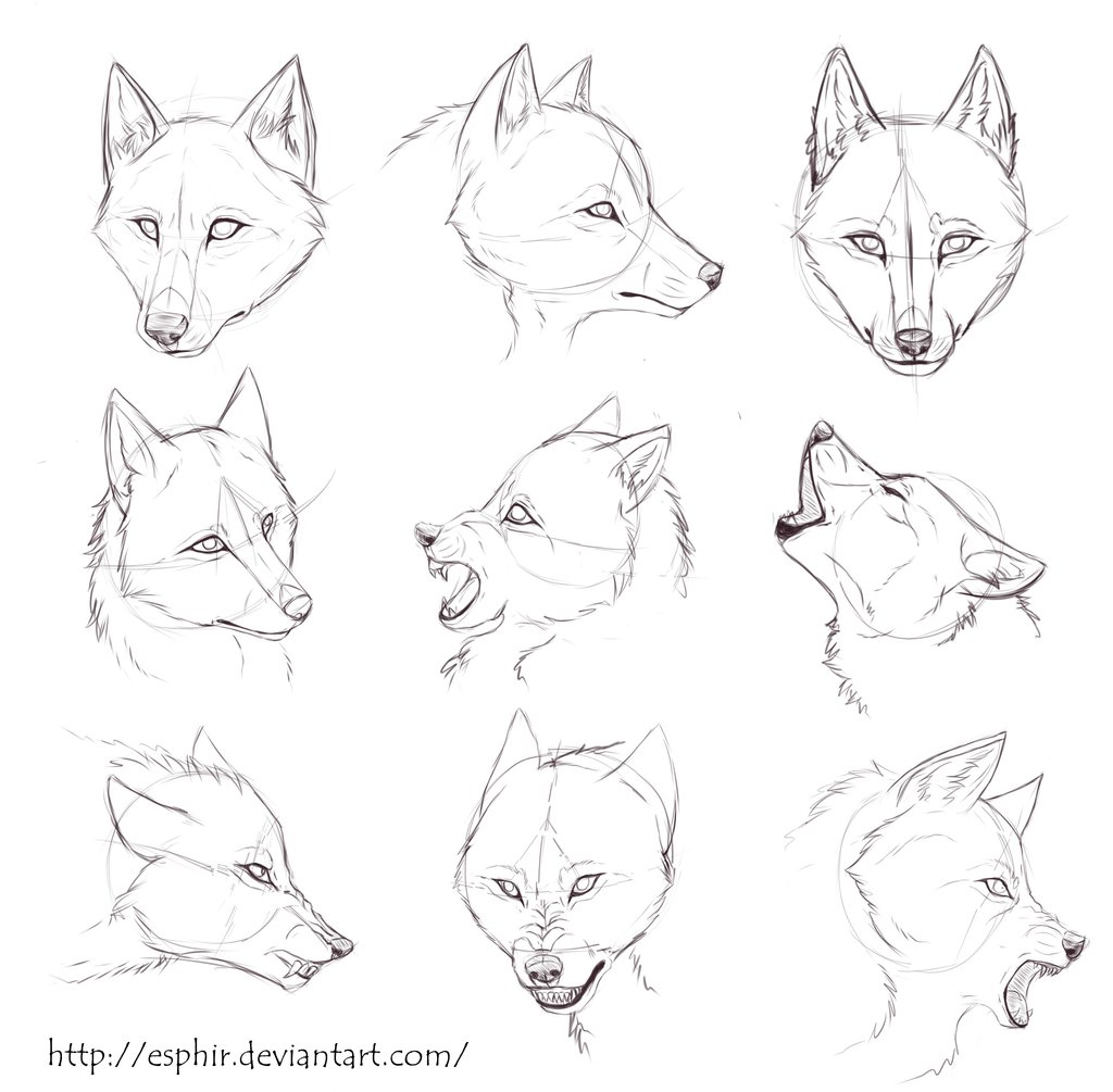 Wolf Ears Sketch at PaintingValley.com | Explore collection of Wolf