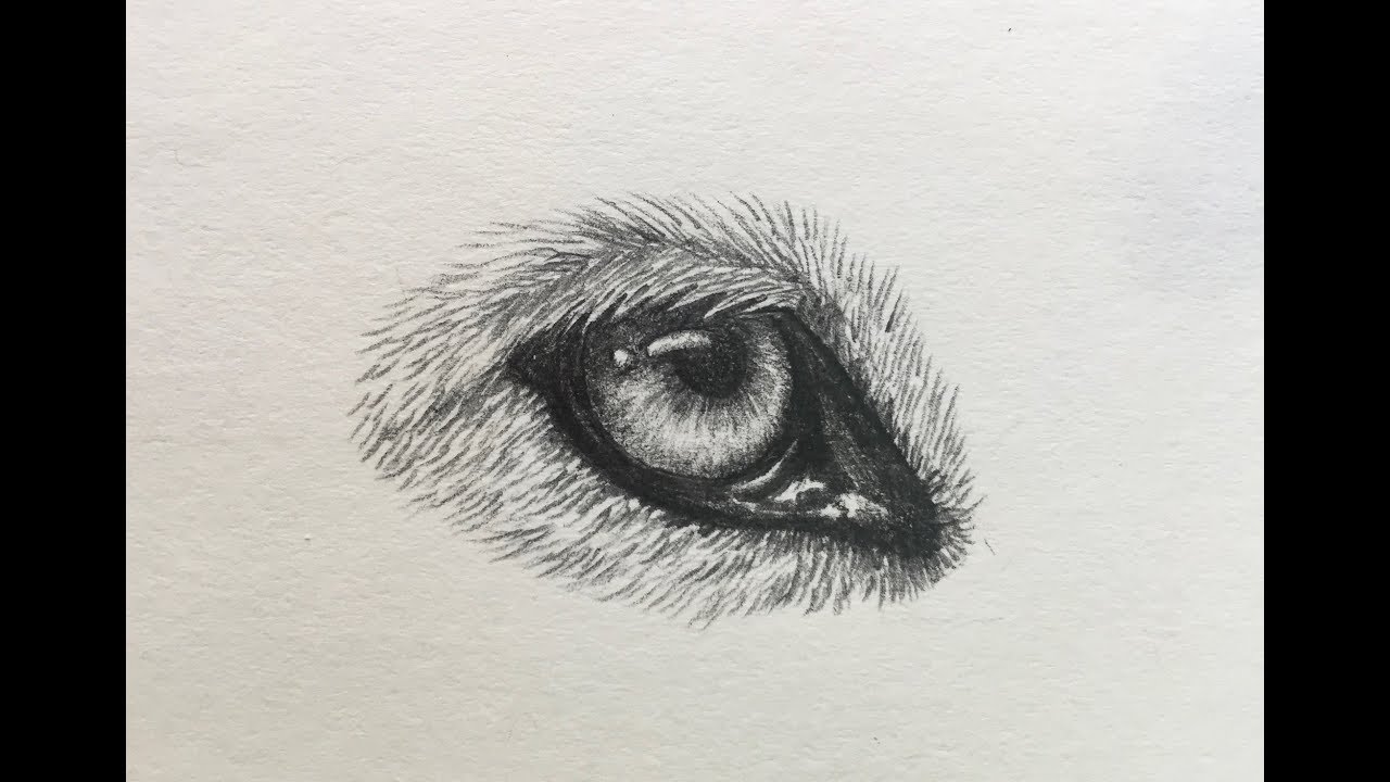 1280x720 How To Draw A Wolf Eye - Wolf Eye Sketch